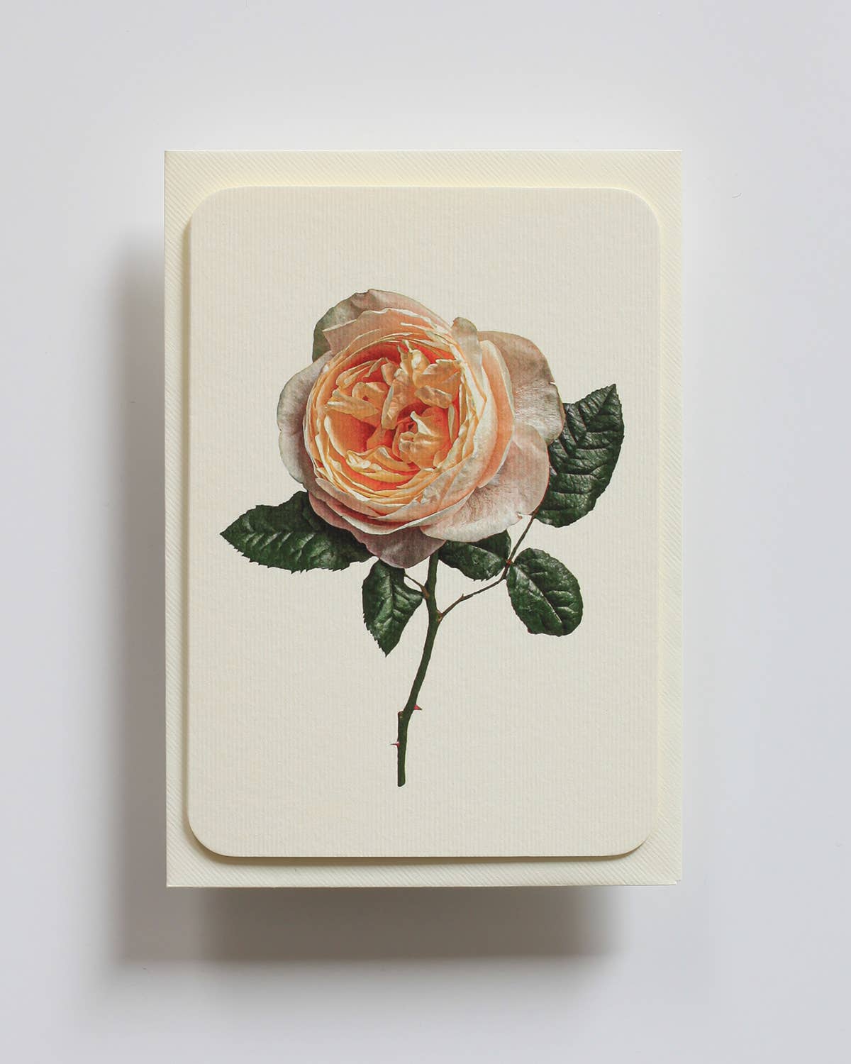 Canonbury Press Klappkarte weiche Pfirsichrose