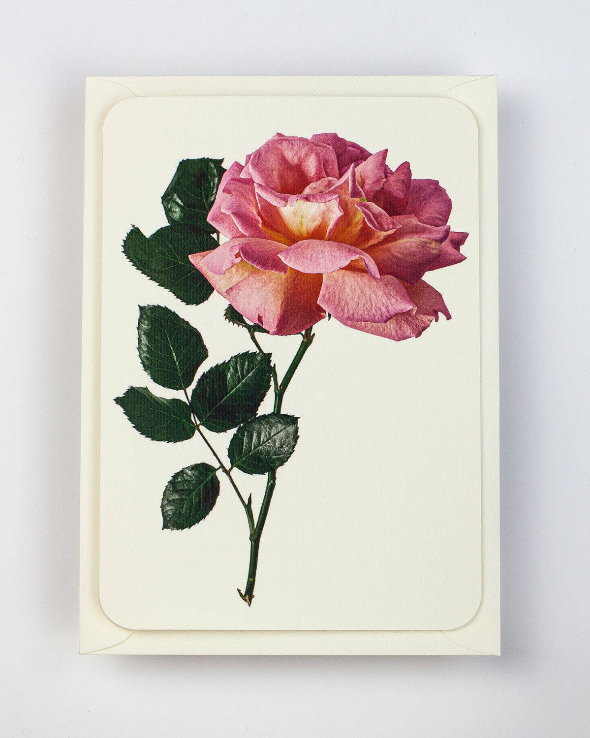Canonbury Press Klappkarte  Rosa Rose