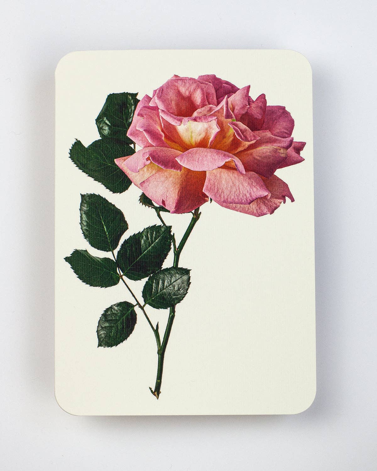 Canonbury Press Klappkarte  Rosa Rose