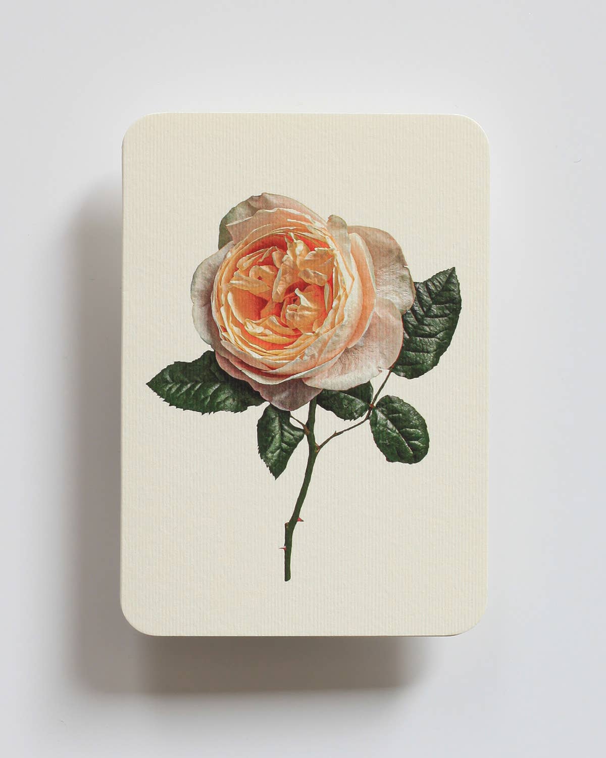 Canonbury Press Klappkarte weiche Pfirsichrose